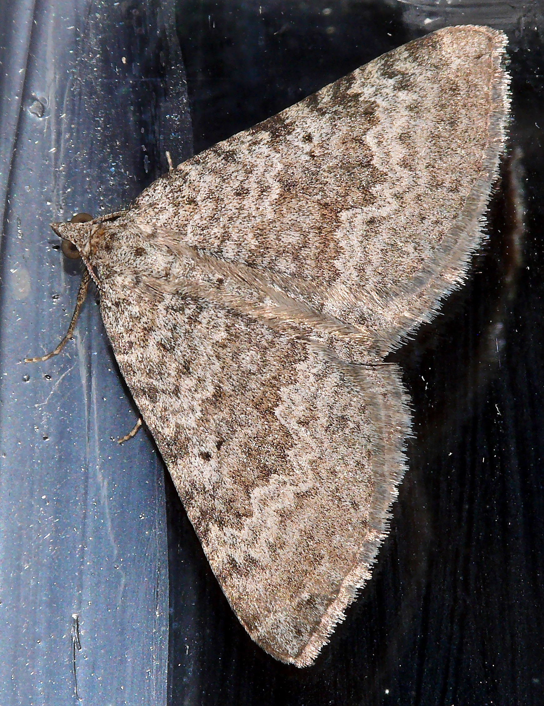 Scotopteryx olympia