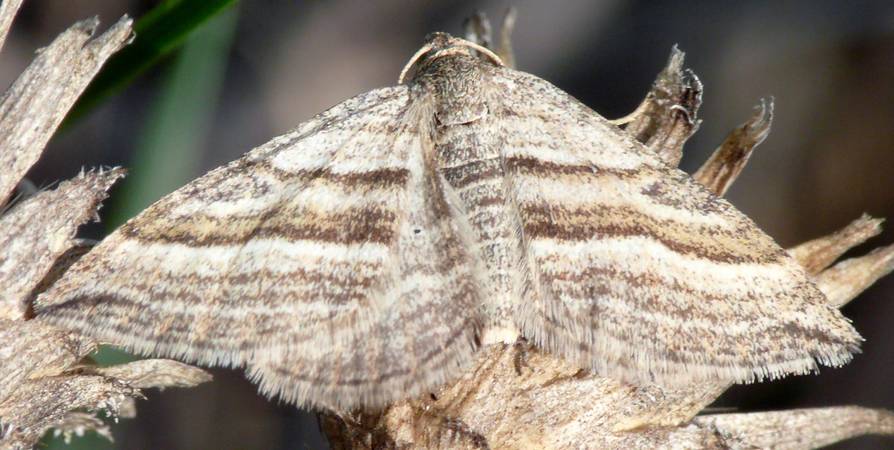 Phibalapteryx virgata - szürke galajaraszoló