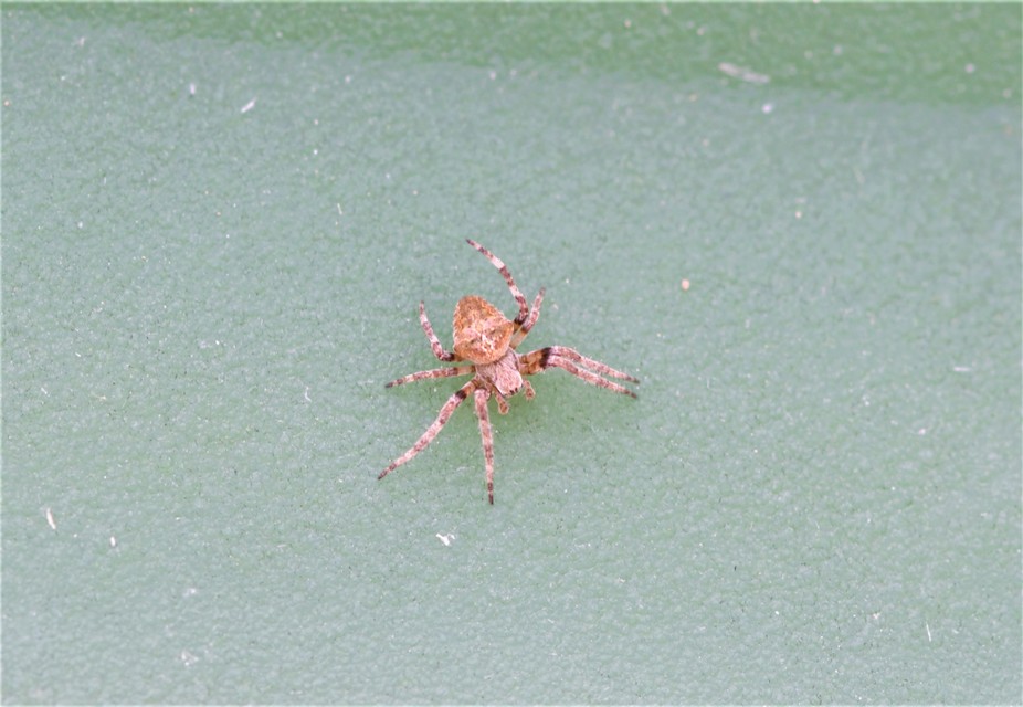 Araneus circe/angulatus
