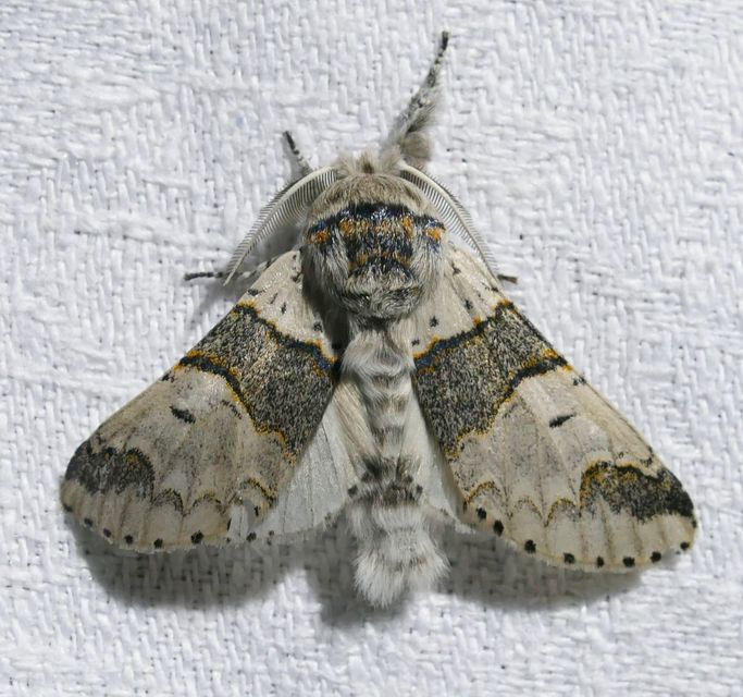 Furcula furcula - szürke púposszövő