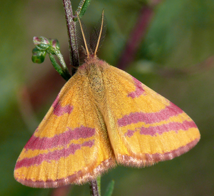Lythria cruentaria - bíborcsíkos araszoló