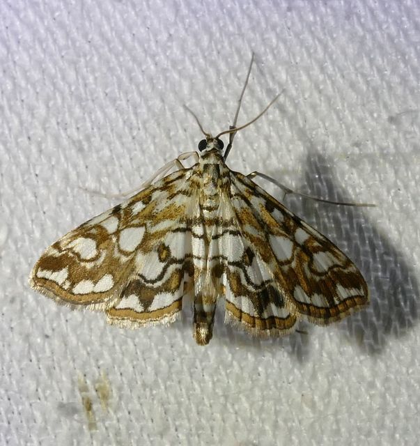 Elophila nymphaeata - tarka vízimoly