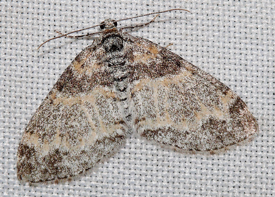 Lobophora halterata - szárnyfüggelékes araszoló