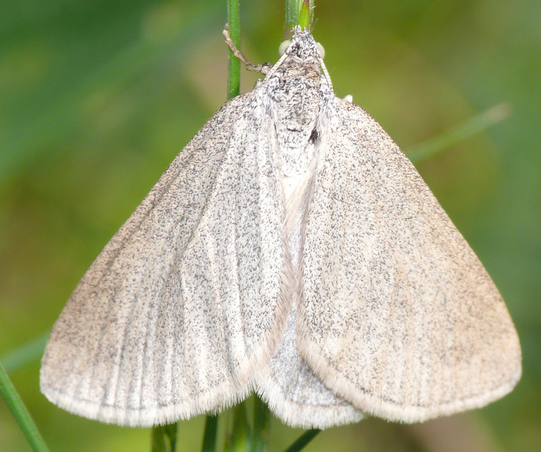 Lithostege griseata - szürke araszoló