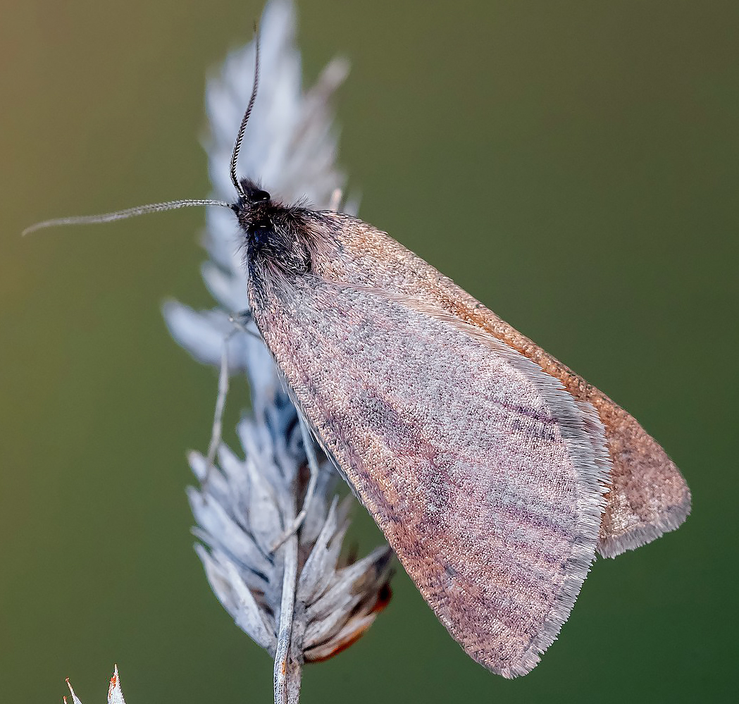 Lignyoptera fumidaria - füstös ősziaraszoló