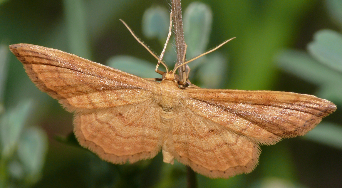 Idaea serpentata - kis sávosaraszoló