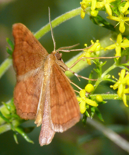 Idaea ochrata - okkerszínű sávosaraszoló