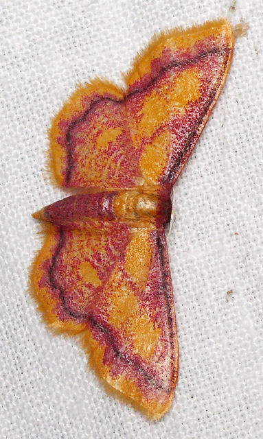 Idaea muricata - mocsári pirosaraszoló