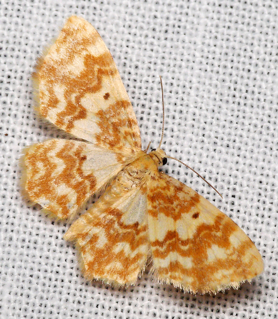 Hydrelia flammeolaria - narancssárga araszoló