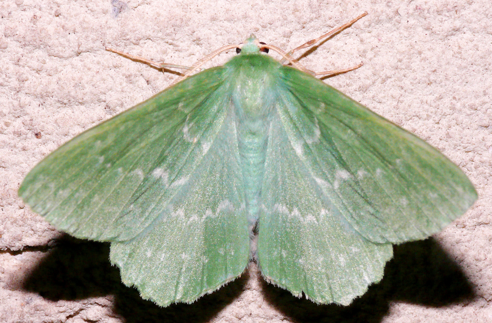 Geometra papilionaria - nagy zöldaraszoló