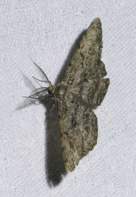 Hypomecis roboraria - nagy tölgyfaaraszoló