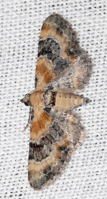 Eupithecia linariata - vonalas törpearaszoló