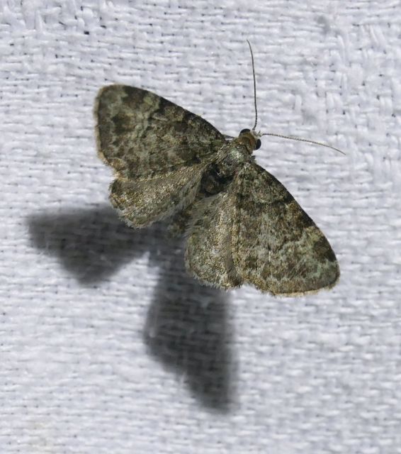Pasiphila rectangulata - almavirág-araszoló