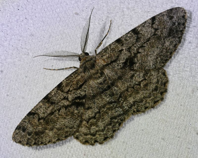 Hypomecis roboraria - nagy tölgyfaaraszoló