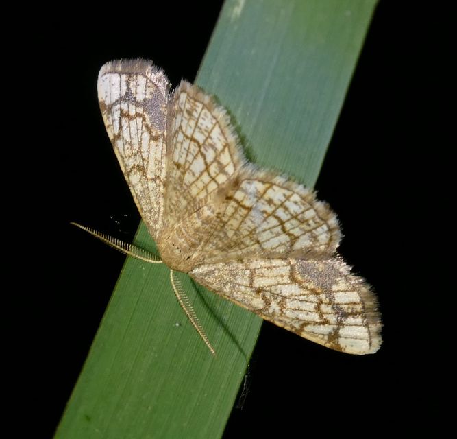 Stegania dilectaria - fehérnyár-araszoló