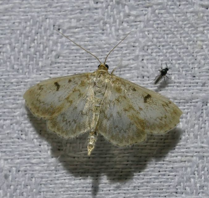 Anania perlucidalis - lápréti tűzmoly