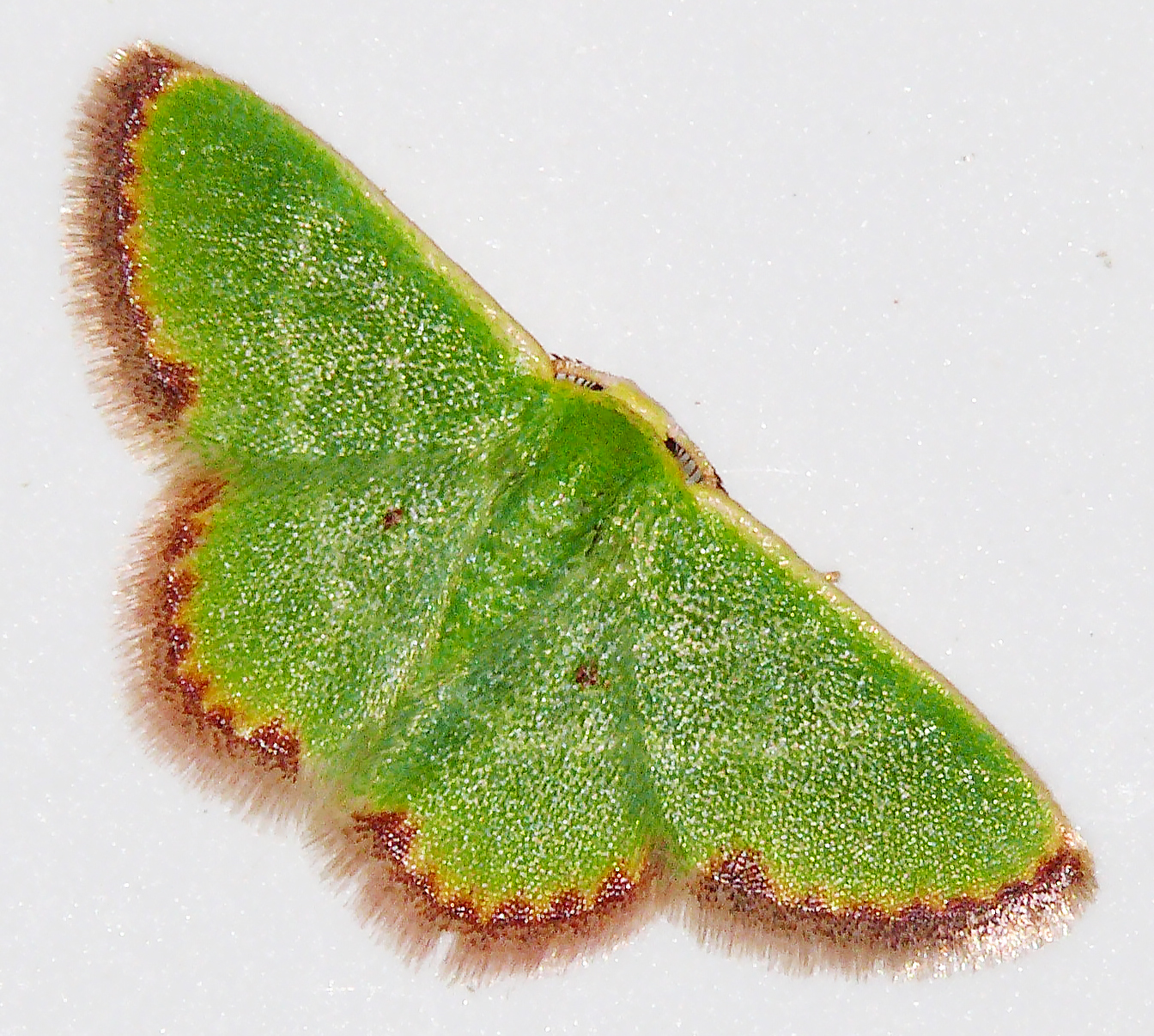 Eucrostes indigenata - homoki zöldaraszoló