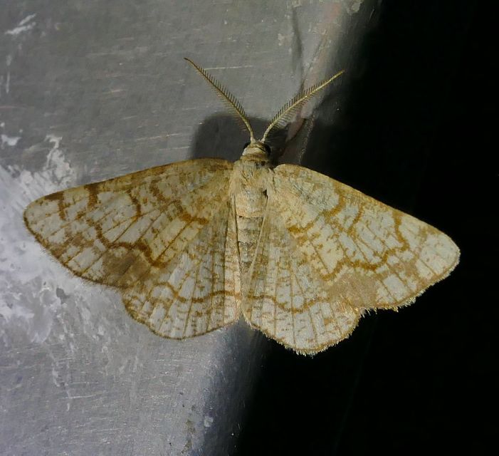 Stegania dilectaria - fehérnyár-araszoló