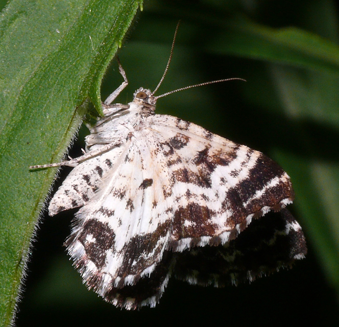 Epirrhoe tristata - gyászos tarkaaraszoló