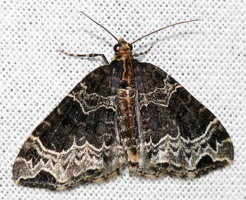 Ecliptopera silaceata - barna tarkaaraszoló