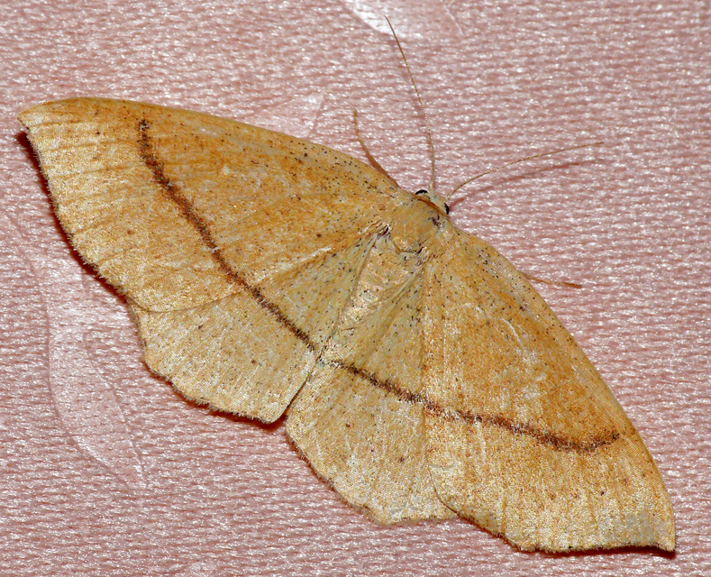 Cyclophora linearia - vonalas pettyesaraszoló