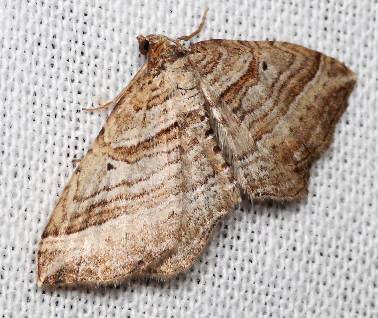 Costaconvexa polygrammata - soksávú araszoló