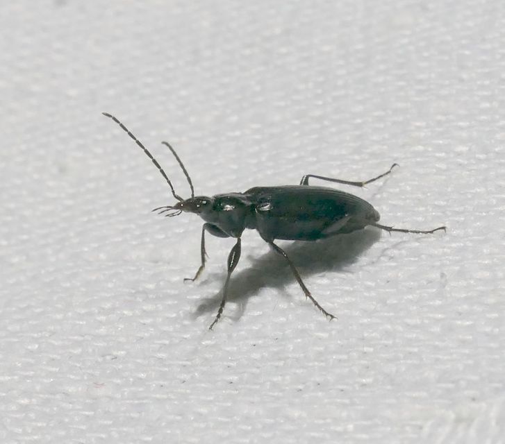 Agonum lugens - mocsári kisfutó Agonum lugens - mocsári kisfutó