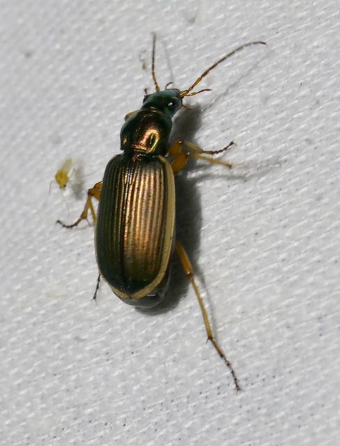 Chlaenius spoliatus - csupasz bűzfutó