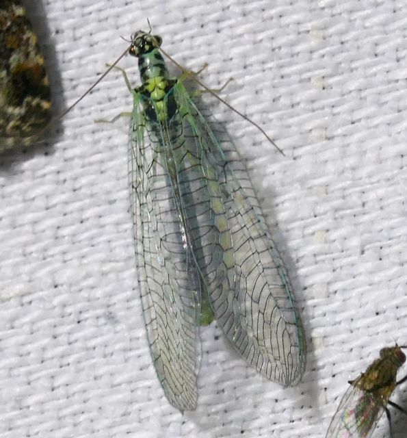 Chrysopa perla - aranyszemű fátyolka