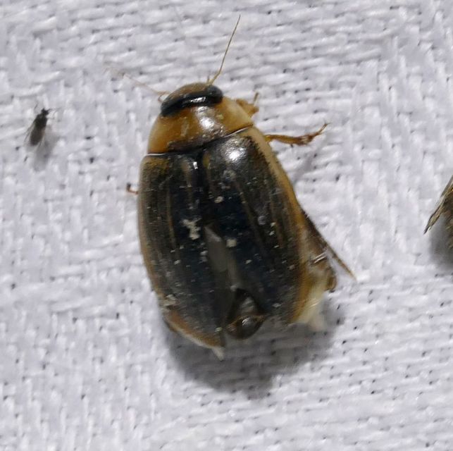 Hydaticus grammicus - déli mocsáricsíkbogár