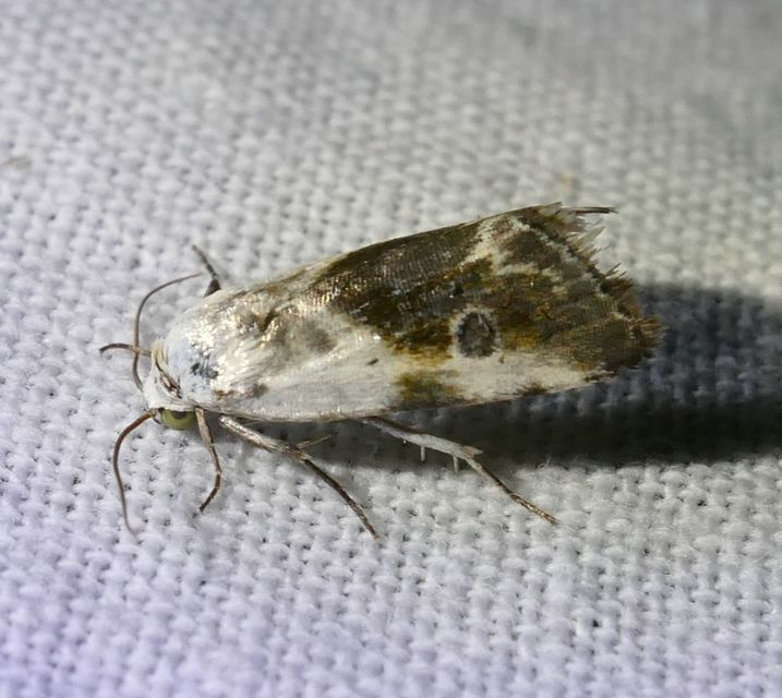 Ponometia candefacta - parlagfűbagoly