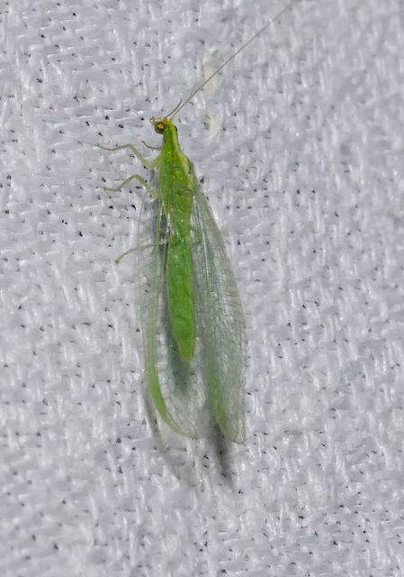 Chrysopidae - zöldfátyolkák