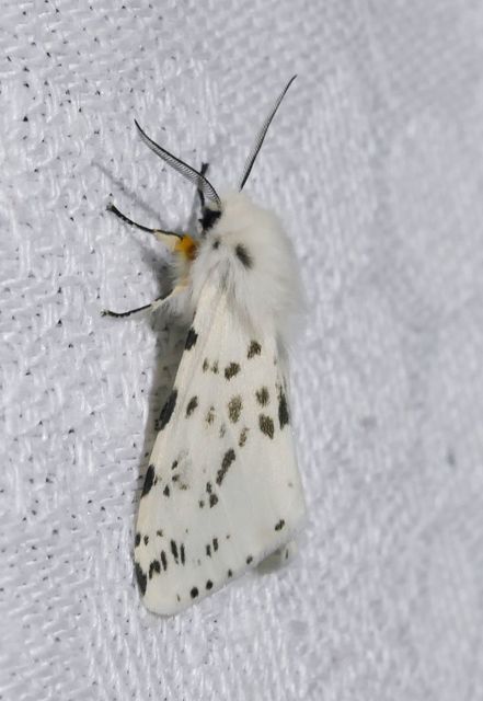 Hyphantria cunea - amerikai fehér medvelepke