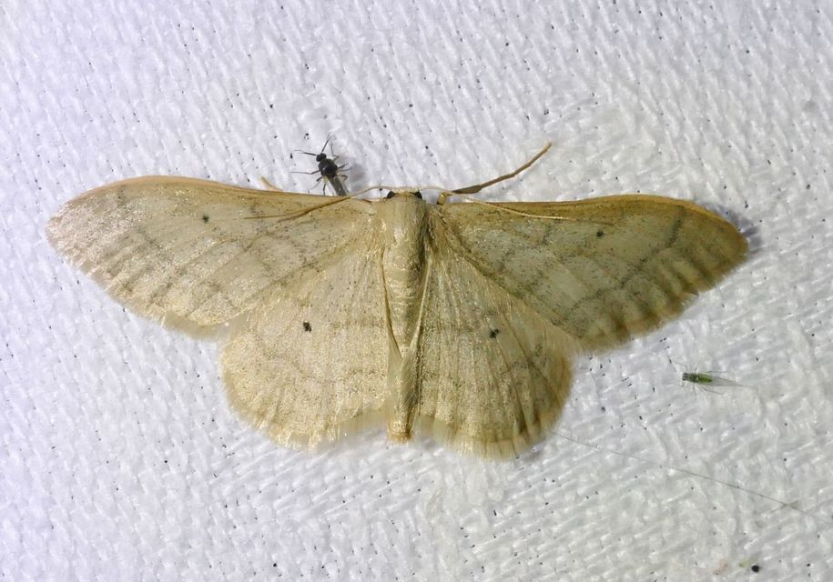 Idaea deversaria - egyszínű sávosaraszoló
