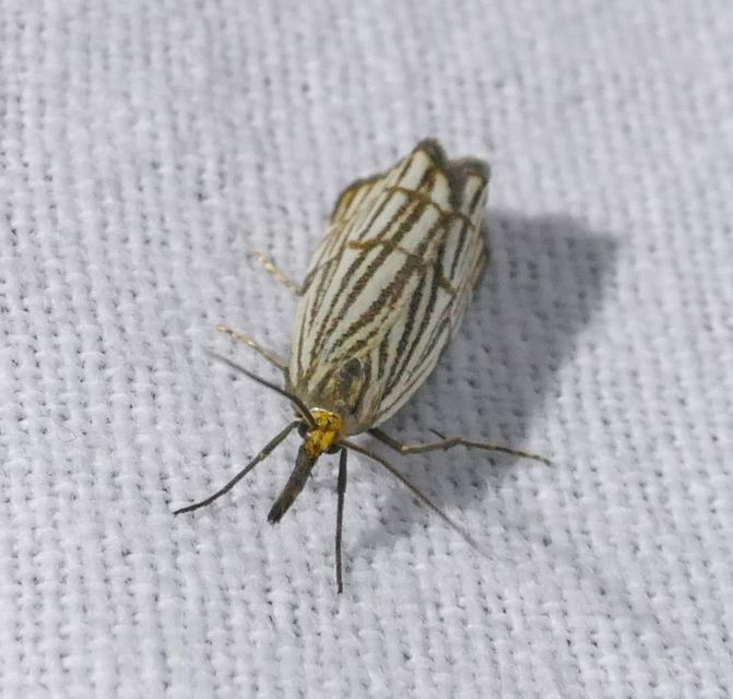 Chrysocramboides craterella - rácsos fűgyökérmoly