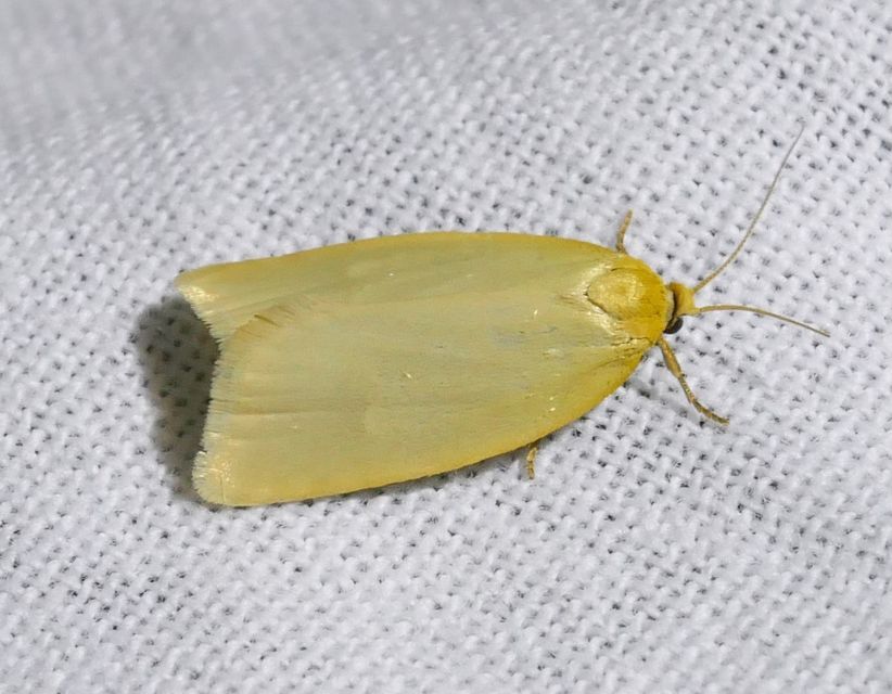 Aphelia paleana - sápadt sodrómoly