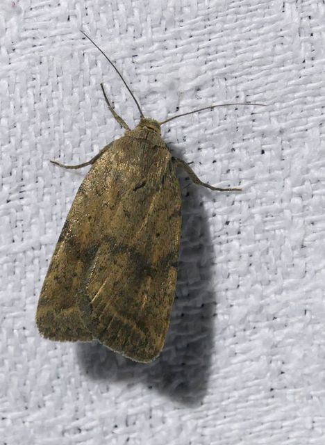 Athetis gluteosa - nyugtalan lápibagoly