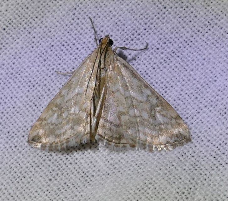 Evergestis frumentalis - tavaszi dudvamoly