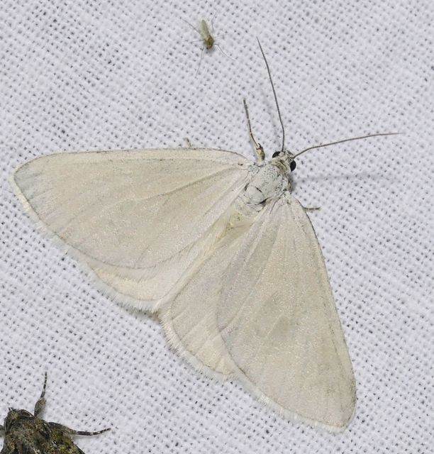 Lithostege farinata - ezüstfehér araszoló