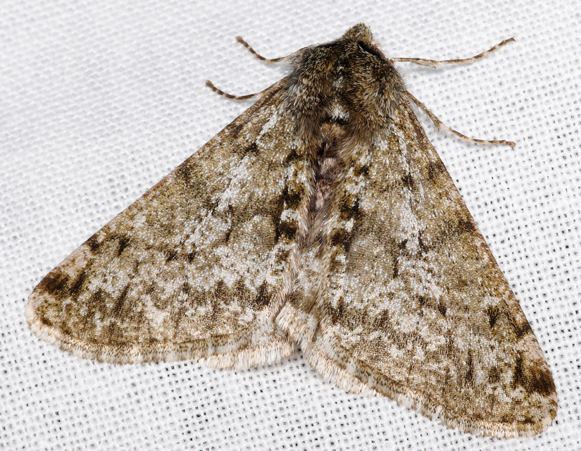Apocheima pilosaria - zöldes tavasziaraszoló