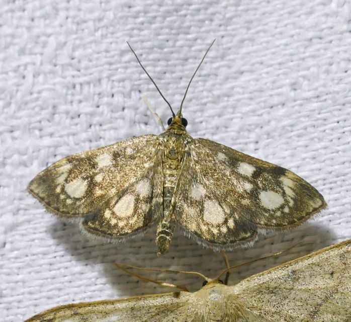Anania coronata - koronás dudvamoly