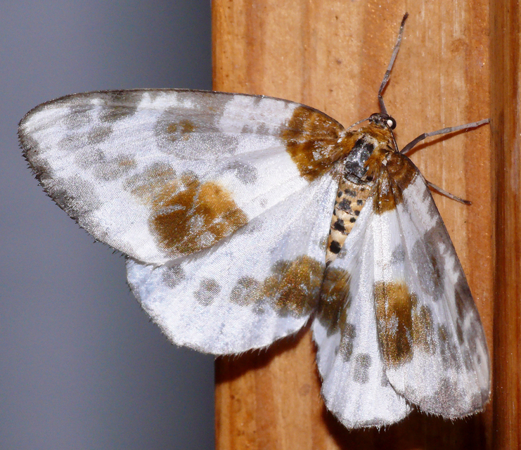 Abraxas sylvata - sárgafoltos araszoló