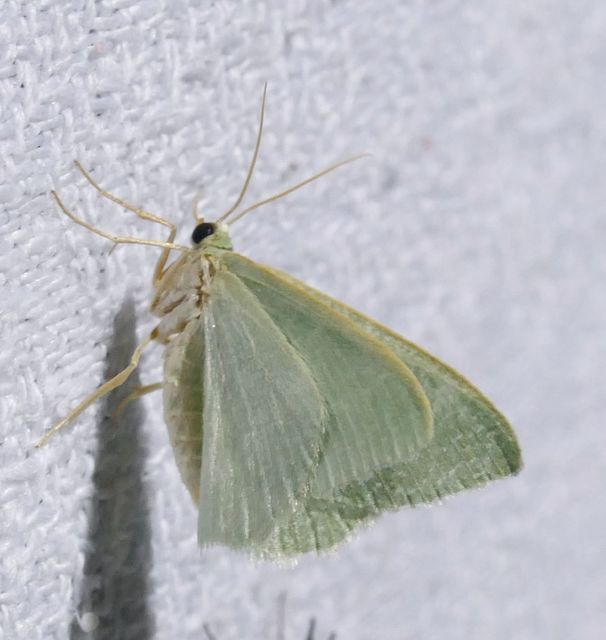 Phaiogramma etruscaria - fehérpettyes zöldaraszoló