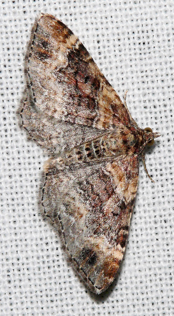 Xanthorhoe spadicearia - sávos tarkaaraszoló