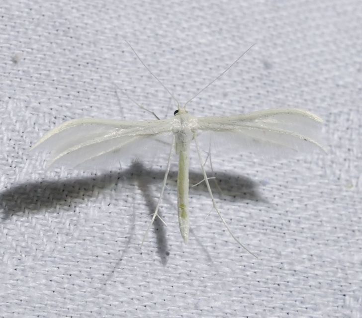 Pterophorus pentadactyla - fehér tollasmoly