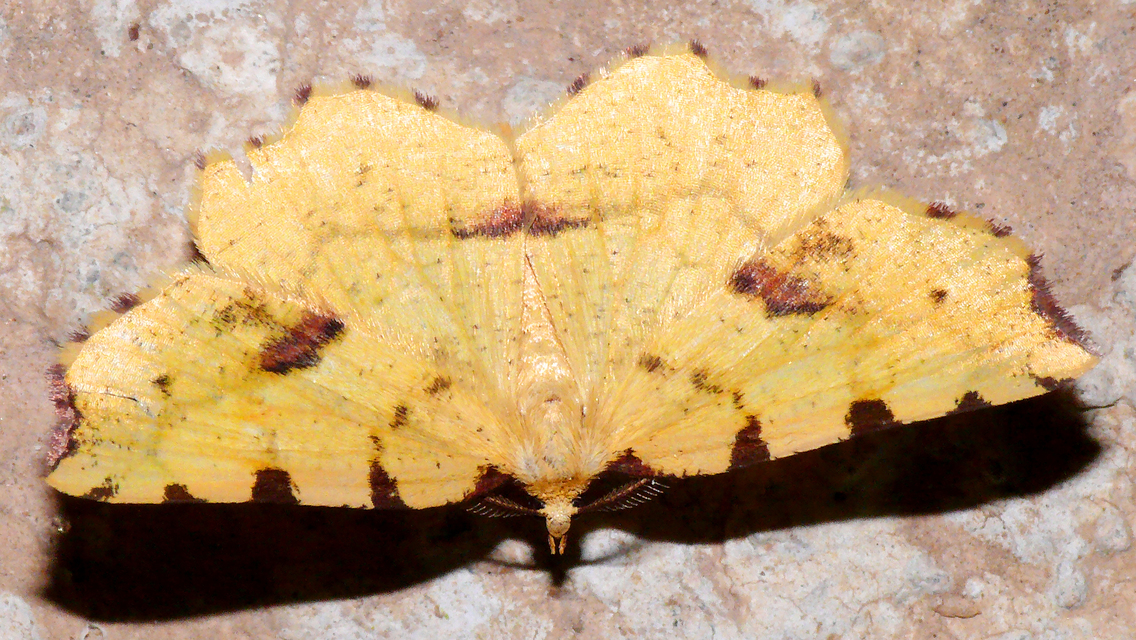 Therapis flavicaria - foltosszélű araszoló
