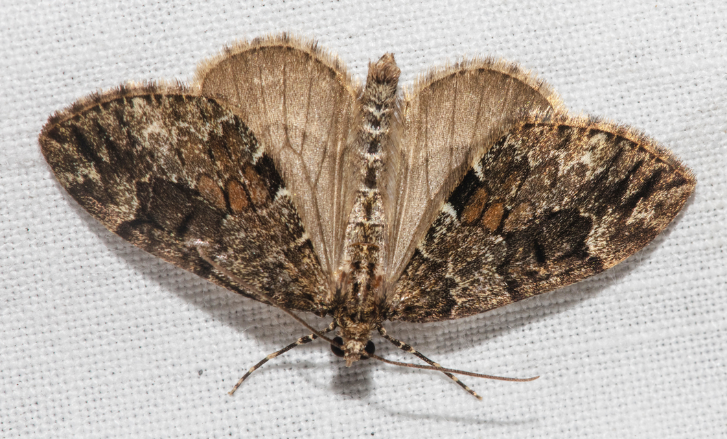 Thera variata - változékony fenyőaraszoló