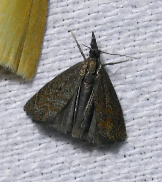 Platytes cerussella - törpe fűgyökérmoly