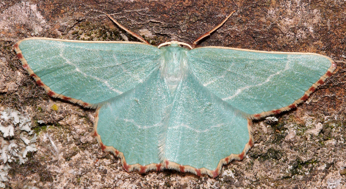 Thalera fimbrialis - csipkésszélű zöldaraszoló