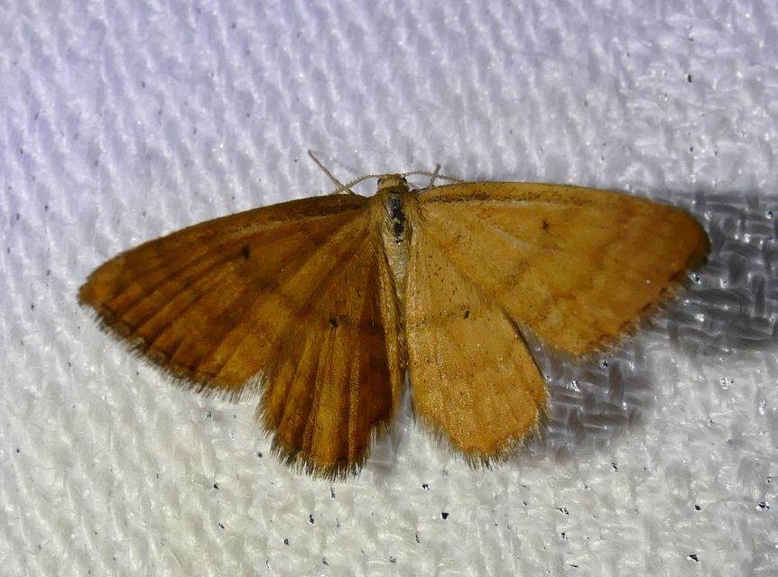 Idaea serpentata - kis sávosaraszoló